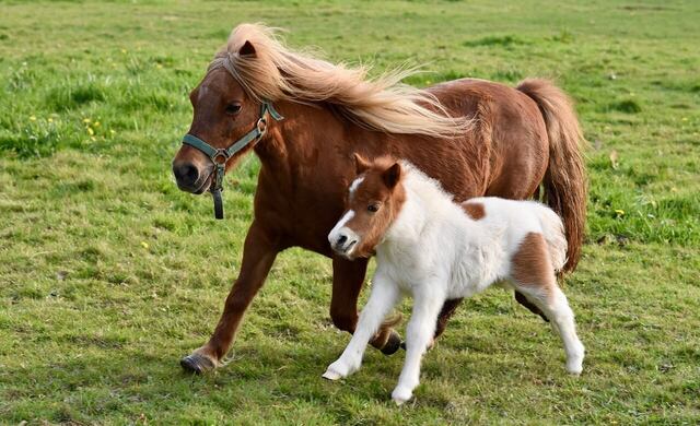 Shetlandpony1280-86cdb.jpg